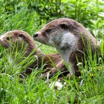 Otter, animals, water — Smart Integration with Qolsys Alarm Monitoring