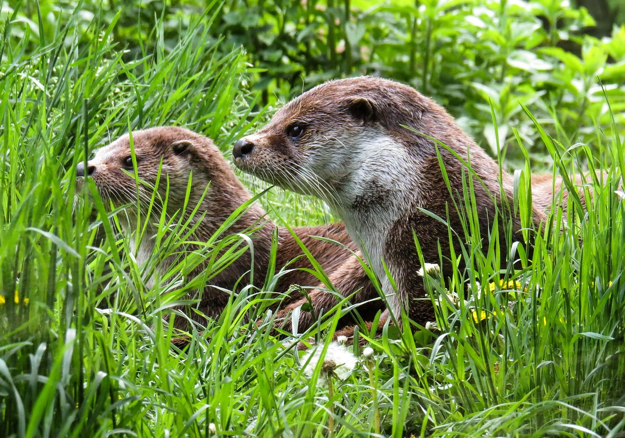 Otter, animals, water — Smart Integration with Qolsys Alarm Monitoring