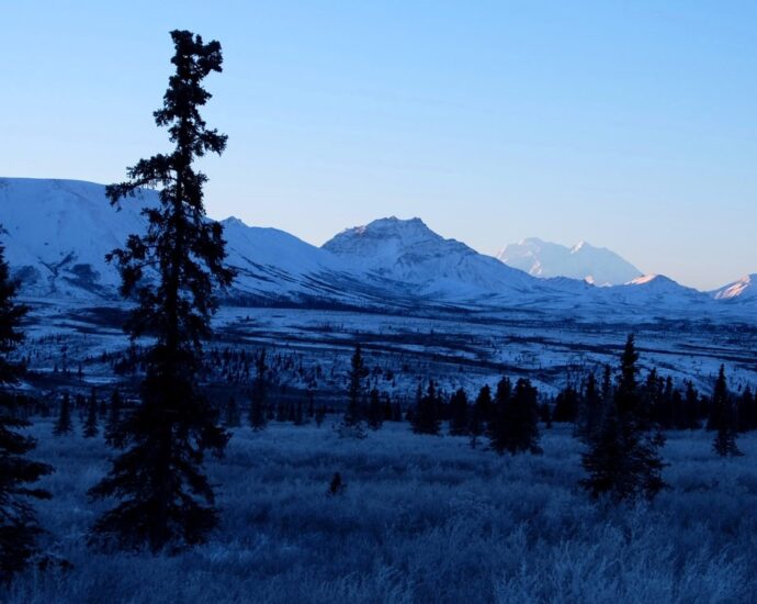 Lonely tree standing against a mountainous backdrop in a snowy landscape at dawn.