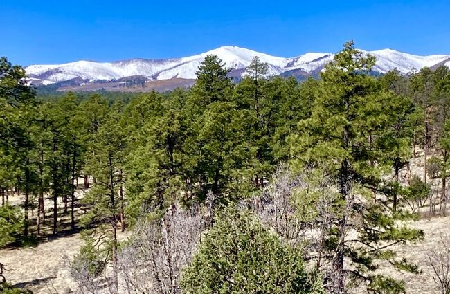 A scenic view of a forested area with mountains in the background under a clear blue sky